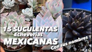 15 SUCULENTAS  echeverias  Mexicanas con su nombre