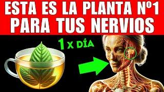 PLANTA #1 que MEJORA tus NERVIOS (CÓMO TOMARLA)