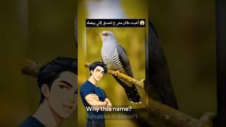 لو عرفت إيه بيعمل طائر الوقواق  ح تكرهه | الطائر الخائن شر و مجرم من صغره - The traitorous cuckoo