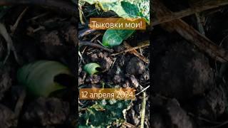 Прошло 18 дней. Дикая посадка тыквы в целину! #деревня #посадка #тыква #урожай #рассада #хозяйство