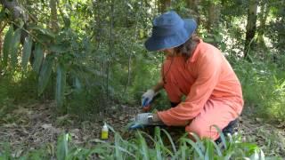 Bush Regeneration Weed Control Techniques: Cut and Paint