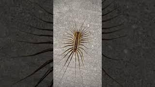 House centipedes ️️ #animals #centipedes #house #wildlife #food #vlog #nature  #life