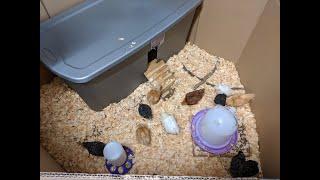 Easy DIY Portable Brooder for Chicks