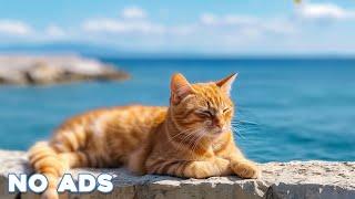 12 Hours Sleep Music for Cats  Calming Music for Cats No Ads  Sleep Music for Anxious Cats