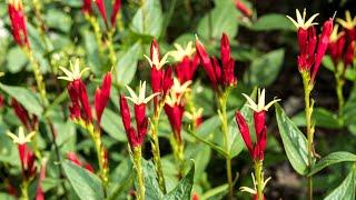 Spigelia 'Little Redhead' (woodland pinkroot) - FarmerGracy.co.uk