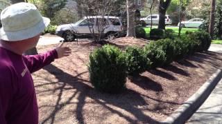 Steve Sywetz Landscaping Shrub Transplanting