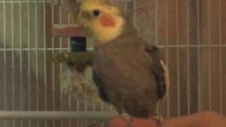 How to care for Cockatiels