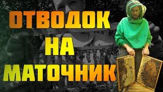 Отводок на маточник.Как поставить маточник в отводок пчел.Четыре матки в одном улье.часть 2