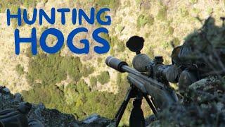 HUNTING HOGS | RED DEER | INVASIVE GOATS. SUPER SLOW MOs, HEAD SHOTS & LONG RANGE KILLS A PLENTY!