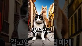 길고양이가 사람에게 키워달라는 신호. 길고양이 집사 간택. Shorts.