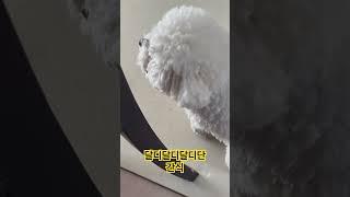 달디달고달디단 간식