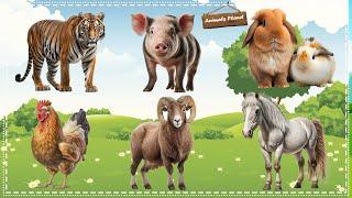 Cute Little Animals Making Funny Sounds: Tiger, Pig, Hamster, Hen, Mountain Goat, Horse