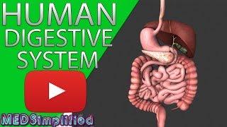 HUMAN DIGESTIVE SYSTEM Made Easy- Gastrointestinal System