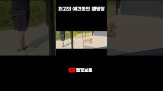 애견동반 최고의 캠핑장/ 독차지 캠핑장 #캠핑 #애견동반캠핑 #독차지 #브이로그