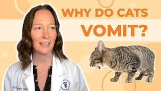 Why Do Cats Vomit? A Vet Explains How to Help