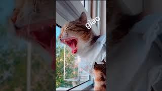 #cat #funny #happycats #catmemes #music #memes #trending #trendingshorts #new #reels