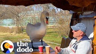 Man Befriends Swan And Takes Him Everywhere He Goes | The Dodo