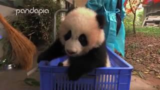 Baby panda's adventure ride