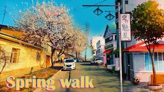 Spring Walk Streets full of Blossom  Sakura walking tour