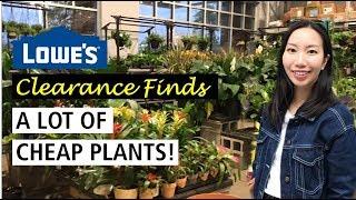 Lowe’s Clearance Finds | A Lot of Cheap Plants