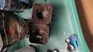 BIGFOOT VS EXTREME GARDENING (MYKOS AND AZOS + MICROBES) part 1