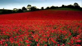 Michael Curran - Field of poppies