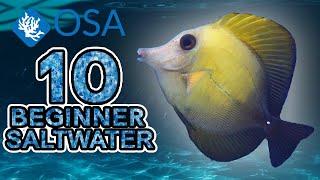 Scopas Tang - 10 Beginner Saltwater Fish