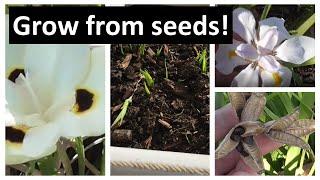 Grow African Iris from Seeds with RESULTS - FOR FREE, Dietes grandiflora, Dietes bicolor