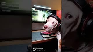 QUANDO SEU CACHORRO É GAMER!