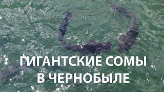 GIANT CATFISH IN CHERNOBYL. THE TRAGIC DEATH OF THE TWO METERS CATFISH BORKA. CHERNOBYL ZONE