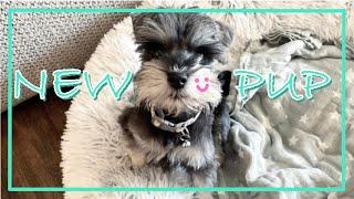 New Puppy | Miniature Schnauzer | 강아지 입양 | 미니어쳐 슈나우져 | EP0045