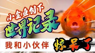 【水族趣事】小金鱼大能耐！竟然拿下4大世界纪录，请收下我膝盖