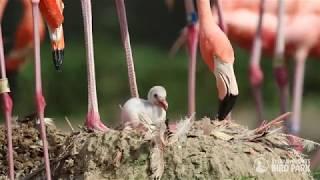 American Flamingo Chick