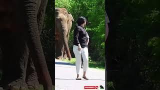 Stupid people go to attacking elephants..#elephant #elephantattack