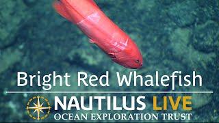 Bright Red Velvet Whalefish in Palau | Nautilus Live