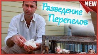 Сколько живут перепёлки в домашних условиях??? Когда менять материнское стадо.