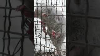 Mouse Looping