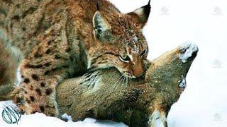 EURASIAN LYNX ─ Europe’s 3rd Largest Predator