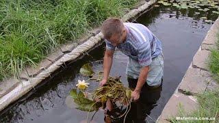 Посадка водяной лилии в пруд вариант (USA) американка с голой корневой