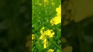 Mustard flower's  #song #music #love #sarsokakhet #farming