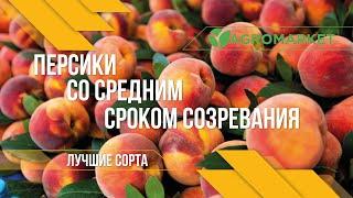 САМЫЕ ВКУСНЫЕ СОРТА ПЕРСИКОВ со средним сроком созревания в Украине | АГРОМАРКЕТ |