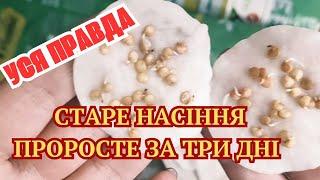 Чи зійде насіння ПЕРЦЮ, якщо СУХЕ! Я ПЕРЕВІРИЛА УСЕ!!!