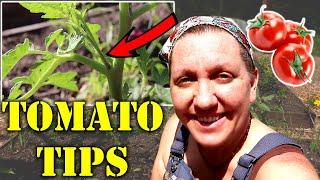 The TRUTH About PRUNING TOMATOES! Tomato Tips!