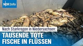 Nach Starkregen am Wochenende: Tausende tote Fische in Niedersachsens Flüssen | NDR Info