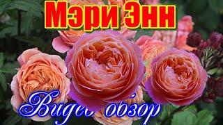 Обзор розы Мэри Энн (Чайно гибридная) - Mary Ann (Tantau  2010)