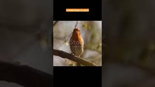 HARAM-NOOR-UL-QALB #islamicvideos #qurantilawat #islamicvideos #quran