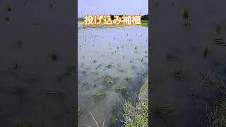 投げ込み補植から1週間後の様子。