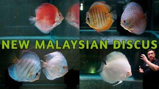 EPIC Malaysian Discus Haul! Red Ghosts, Show Fish, Cobalt Blues, Super Panthera, Eruptions & More!