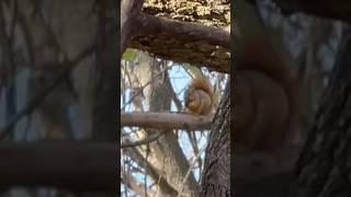 How to Cook Squirrel in a Crockpot