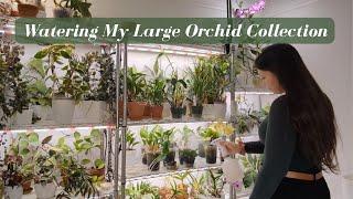 How I Water & Fertilize My Large Collection of 200 Orchids, Hoyas & Plants | Part 2